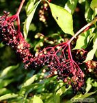 Mein Pflanzen-Buch 2020 - Smagy