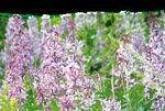 Veranstaltungen 2020 NABU Rheinhessen-Nahe