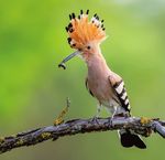 Jahres-Programm 2022 - Wiedehopf - Vogel des Jahres 2022 - beim NABU Zollernalb