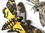 Unsere Wissenschaft Our Science 2017/ 2018 - mfn-berlin.de
