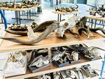 Unsere Wissenschaft Our Science 2017/ 2018 - mfn-berlin.de