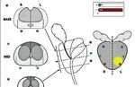 OPTIMIERUNG DER ARBEITSABLÄUFE IN IHREM PATHOLOGIE-LABOR - DAVINCI DAVINCI IST EINE UMFASSENDE UND BENUTZERFREUNDLICHE LÖSUNG, DIE VON PATHOLOGEN ...