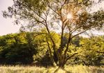 Programm 2022 Tal der Vielfalt - Nationalpark Thayatal