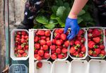 Zeit zum Naschen! Die ersten Erdbeeren aus Deutschland sind reif.