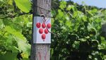 Weinbau und Weingenuss 2022/2023 - Weinfeste, Wein Panorama Weg, Weing&uuml;ter und Besenwirtschaften - Stadt Heilbronn