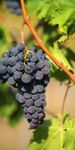 Weinbau und Weingenuss 2022/2023 - Weinfeste, Wein Panorama Weg, Weing&uuml;ter und Besenwirtschaften - Stadt Heilbronn