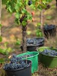 Weinbau und Weingenuss 2022/2023 - Weinfeste, Wein Panorama Weg, Weing&uuml;ter und Besenwirtschaften - Stadt Heilbronn