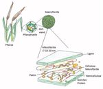 Substrataufbereitung Zur Verbesserung des Abbaus faserreicher Biomasse - Biogas Forum Bayern