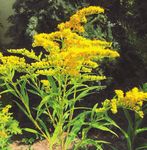 ANTONIA Beate Schneider Nat&uuml;rlich Unverpackt - F&uuml;r Sie kostenlos! - Antonia Hildesheim