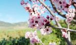 Blütenzauber auf Mallorca - Flugreise vom 1. bis 7. Februar 2021 Flüge ab/bis Hannover Erleben sie das atemberaubende - HAZ/NP Leserreisen