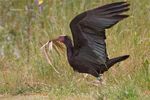 Die Gewinner Der Waldrapp Geronticus eremita, Populationsentwicklung = positiv - GAV-Deutschland