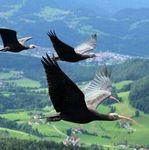 Die Gewinner Der Waldrapp Geronticus eremita, Populationsentwicklung = positiv - GAV-Deutschland