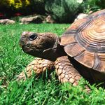 Schildkröten Tipps vom Profi für den Profi - TIPPS NÜTZLICHES PRODUKTE