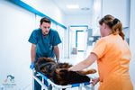 Ablauf von Operationen und Narkose in der Tierklinik St. Pölten