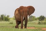 Kenia Tsavo Ost und West - 3.5 Tage Safari - Reisecenter Federsee