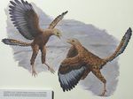 Archaeopteryx - Fossil des Jahres 2020 - Alexander Nützel & Oliver W. M. Rauhut - Paläontologische ...
