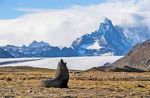 Expedition Antarktis Exklusive Reise mit Experten vom 1. bis 21. Januar 2020 an Bord der neuen Hanseatic inspiration - Background Tours