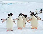 Expedition Antarktis Exklusive Reise mit Experten vom 1. bis 21. Januar 2020 an Bord der neuen Hanseatic inspiration - Background Tours