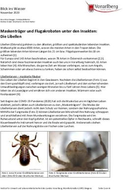 Maskenträger und Flugakrobaten unter den Insekten: Die Libellen - Land Vorarlberg