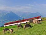 Schweiz - Bilderbuchidylle am Vierwaldstättersee - Flugreise vom 10. bis 16. September 2020 - Leserreisen