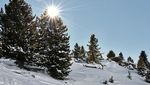 Wald-Begleiter Richtiges Verhalten in Österreichs Wäldern - Bundesministerium für Landwirtschaft ...