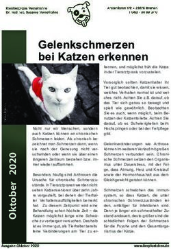 Gelenkschmerzen bei Katzen erkennen