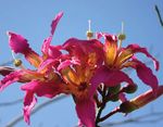 MADEIRA Die beliebte Blumeninsel im Atlantik - Volksbank Elsterland eG