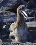 Erste Bilder von Jungtieren der Rosada-Drusenköpfe Wie ist der gesundheitliche Zu- stand der Singvögel auf den Ga- lápagos-Inseln? Ein Leben für ...