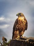 Erste Bilder von Jungtieren der Rosada-Drusenköpfe Wie ist der gesundheitliche Zu- stand der Singvögel auf den Ga- lápagos-Inseln? Ein Leben für ...