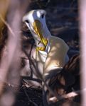 Erste Bilder von Jungtieren der Rosada-Drusenköpfe Wie ist der gesundheitliche Zu- stand der Singvögel auf den Ga- lápagos-Inseln? Ein Leben für ...