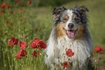 Australian Shepherd Vom Arbeitshund zum Modehund - Hundemagazin WUFF