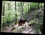 Nordvogesen vergessene Pfade abseits des Trubels - unique horses