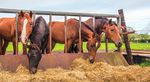 Pferde auf Schweizer Bauernhöfen - Landwirtschaftlicher Informationsdienst