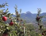 Wandern in Südtirol Von Waal zu Waal zu Waal 18 - 22. Oktober 2020 - Malerische Wege zwischen Wein und Obst Charmante Kurstadt Meran ...