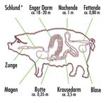 Naturdarm veredelt die Wurst