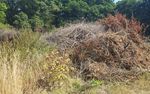 Gemeinde Windesheim Bebauungsplan "Auf den Acht Morgen" Fachbeitrag Naturschutz - VG Langenlonsheim ...