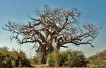 GEHEIMNISSE DES CAPRIVI-ZIPFELS: VON WINDHOEK BIS ZU DEN WASSERFÄLLEN - Pierre Pienaar