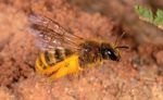 2018 Die Gelbbindige Furchenbiene Immer der Sonne nach - Wildbienen-Kataster