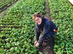 Biovision - Giftige Tomaten? - Stiftung für ökologische Entwicklung - Biovision Foundation