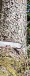 Ab in den Wald Hei&szlig;e Neuigkeiten 2018 - 4092 Esternberg Tel.: +43 (0) 7714 / 80 188 www.profiforst.at