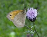 Schmetterlinge: Gaukler in der - FREIHEIT FÜR TIERE - Freiheit für Tiere