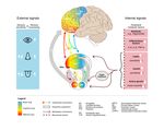 Adipositas: Welchen Beitrag leistet das Gehirn? - Prof. Dr. Annette Horstmann - "Wohl bekomms! Dimensionen der Ern&auml;hrungsverantwortung" ...