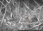 Achtfacher Nachweis der Waldbirkenmaus (Sicista betulina) in einer Fotofallennacht im Nationalpark Bayerischer Wald