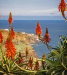 Madeira - Blumeninsel im Atlantik - Hanseat Reisen