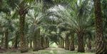 Palm&ouml;l in Lateinamerika - Expansion und Konflikte Thomas Fatheuer