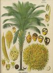 Palm&ouml;l in Lateinamerika - Expansion und Konflikte Thomas Fatheuer