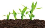 PRODUKTE & ANWENDUNGEN - Original EM Effektive Mikroorganismen - HAUS & GARTEN H2O WASSERAUFBEREITUNG TIERE K&Ouml;RPER & SEELE RESONANZKERAMIK ...