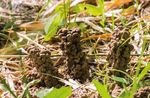 PRODUKTE & ANWENDUNGEN - Original EM Effektive Mikroorganismen - HAUS & GARTEN H2O WASSERAUFBEREITUNG TIERE K&Ouml;RPER & SEELE RESONANZKERAMIK ...