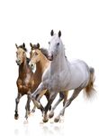 PRODUKTE & ANWENDUNGEN - Original EM Effektive Mikroorganismen - HAUS & GARTEN H2O WASSERAUFBEREITUNG TIERE K&Ouml;RPER & SEELE RESONANZKERAMIK ...