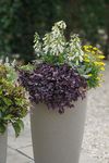 "Herzlich willkommen!" - Sag's mit Blumen - Jardin Suisse